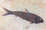 Framed Fossil Fish (Knightia) - Wyoming #122641-1